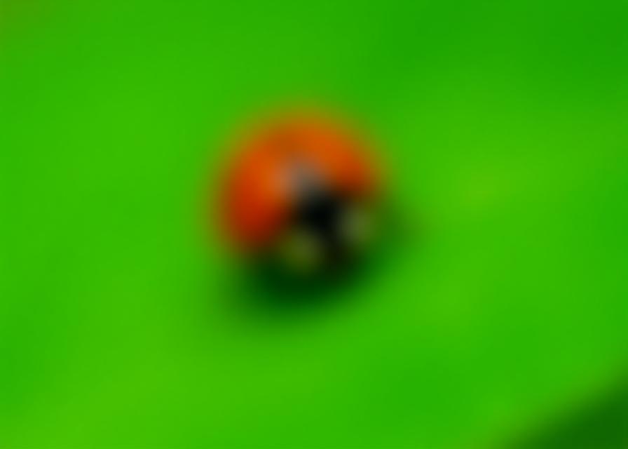 Ladybug on a green leaf for natural pest control